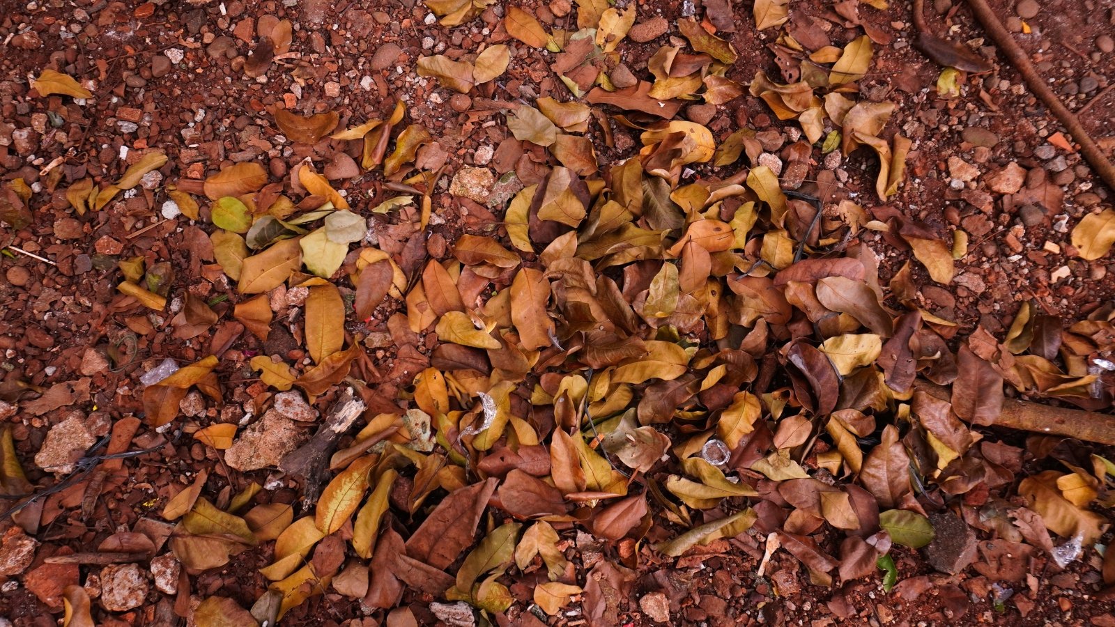 Brown, crisp fallen leaves from various species cover the surface, layered densely with a mix of colors ranging from light amber to deep rust, atop the damp ground.