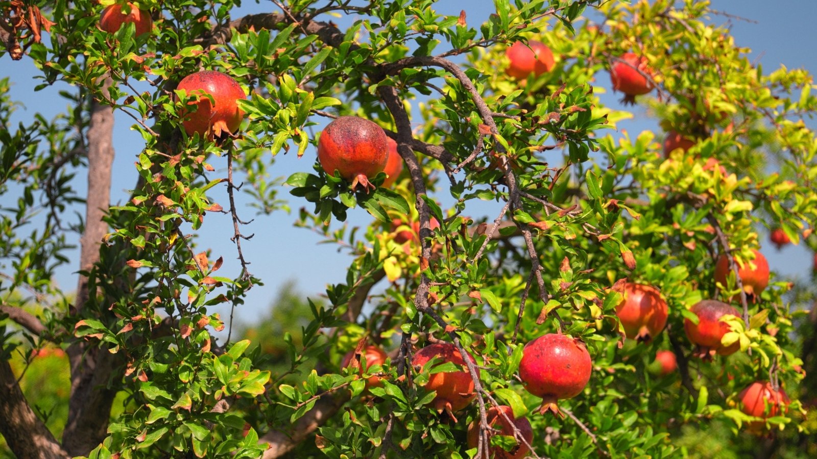 The tree has slender, arching branches adorned with glossy, lance-shaped leaves and vibrant, round fruits that ripen to a rich red color.
