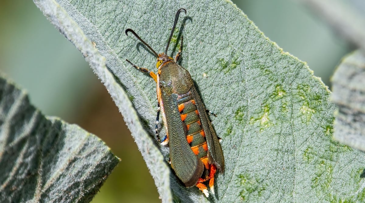 A close-up of a squash vine borer with its distinct markings standing elegantly on a vibrant green leaf. Its segmented body showcases a blend of earthy tones, while its delicate legs delicately tread upon the leaf's surface, emphasizing nature's intricate details.
