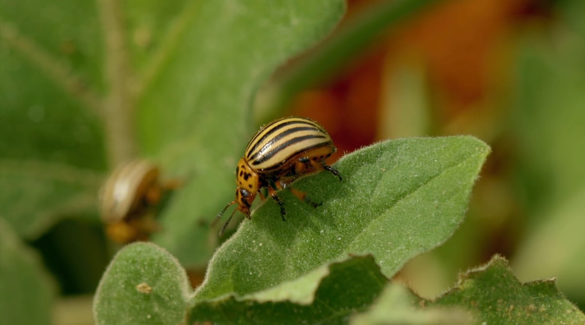 A vibrant Colorado potato beetle, showcasing its distinctive orange and black striped exoskeleton. The beetle rests gracefully on a lush green leaf, its intricate patterns standing out against the verdant backdrop of the plant's foliage.
