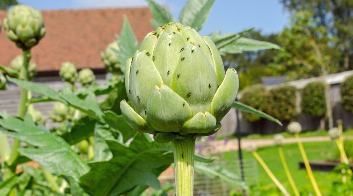 Close up of a closed bud of an artichoke plant. The leaves are thick and bright green, growing in a rosette pattern. The bud is covered with several black insects. Other artichoke plants grow in the blurred background. The day is bright and sunny.