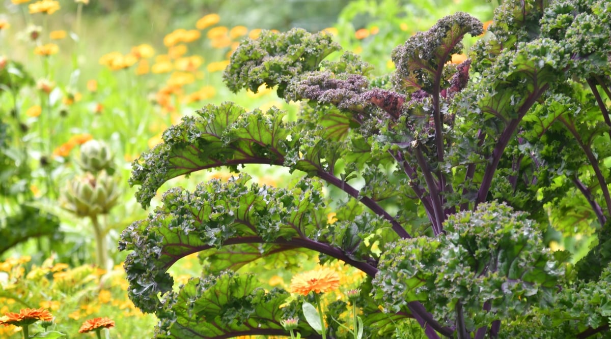 Lush green and dark purple kale flourishes in nutrient-rich, dark soil, showcasing its robust growth. Its vibrant leaves, with their distinctive curled and serrated edges, reach towards the sunlight, a testament to its health and vitality. Other vegetables and flowers grow in the background, out of focus.