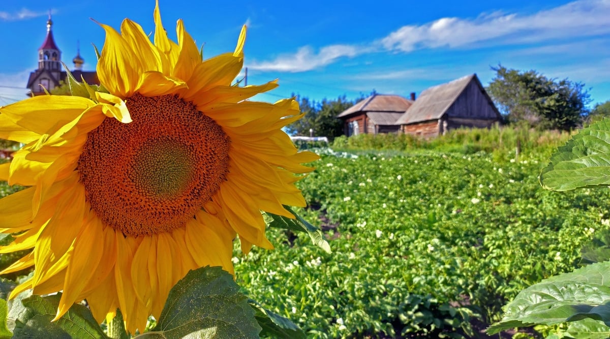 Close-up of a sunflower against a blurred background of a field of potatoes. The sunflower is a tall annual plant with bright yellow flowers. The plant has a strong, upright stem with large, rough, heart-shaped dark green leaves. They are arranged in an alternating manner along the stems. The flower is large, consisting of many individual ray inflorescences of bright yellow, surrounding a central disk containing sunflower seeds.