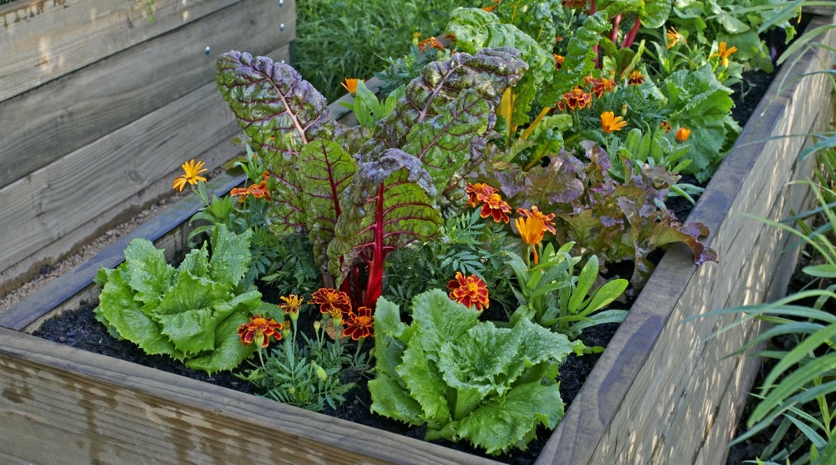 A chard displaying lush green leaves and striking purple stems and veins, adding a pop of color to a wooden planter box. In the same planter box, neighboring lettuce plants flourish. Completing the scene, delicate orange and yellow flowers bloom.