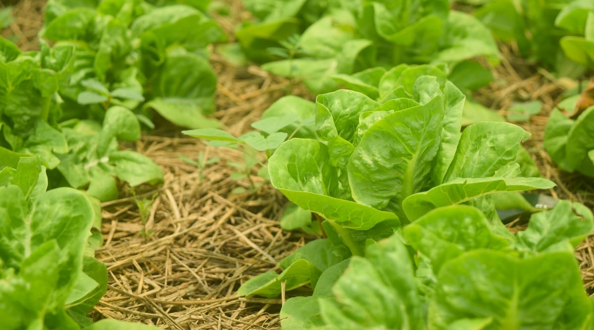 Close-up of a garden bed with growing lettuce plants with straw mulched soil. Lettuce is a popular annual leafy vegetable known for its tender and edible leaves. Lettuce leaves are large, wide, bright green. They have a waxy and slightly wrinkled texture. The leaves grow in a rosette from a central stem.