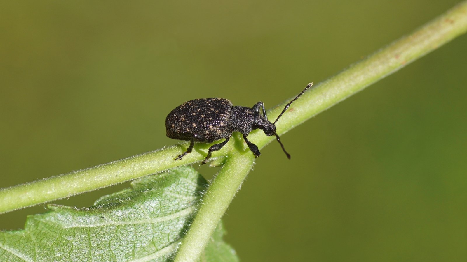 A close-up of a Black Vine weevil, small beetle with a distinctive long snout and dark coloration, resting on a lush green leaf stalk.