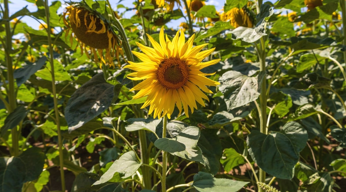 Close-up of blooming sunflowers in the garden. Sunflowers are tall, upright plants with large flowers and leaves. They have strong stems covered with coarse hairs and broad, heart-shaped leaves. Sunflower leaves are large, rough, coarsely serrated along the edges. The flower heads consist of a dark central disc containing hundreds of small individual flowers surrounded by bright yellow petals.