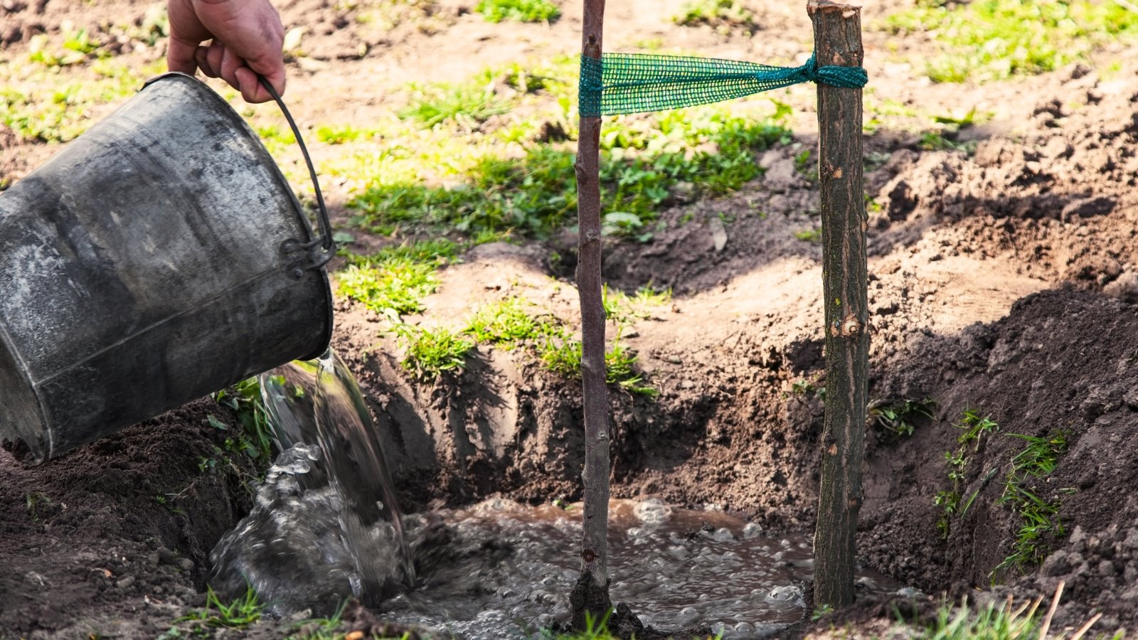 Close-up of a gardener watering a freshly transplanted tree seedling with an old bucket in a garden.
