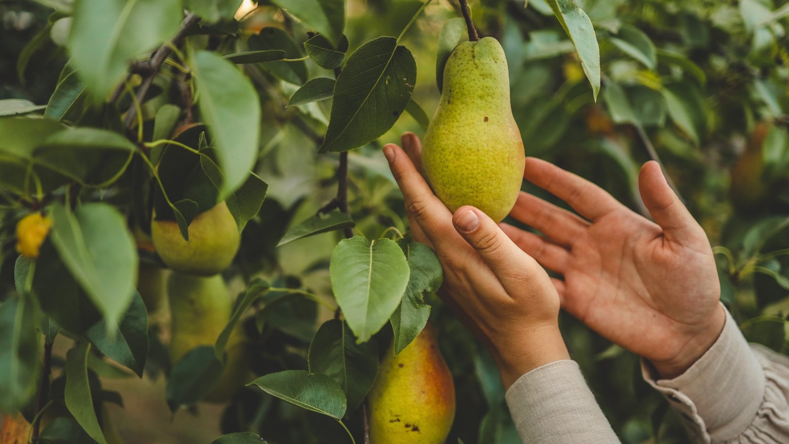 Close-up of a woman's hands picking a ripe, greenish-yellow pear from among heart-shaped, glossy green leaves.
