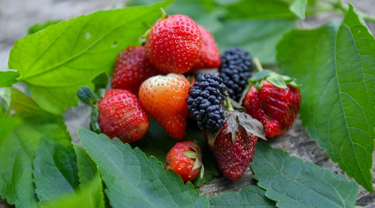 The blackberries in the image appear plump and juicy, with a deep purple-black hue. The strawberries, on the other hand, have a heart-shaped outline, slightly glossy appearance, and bright red color. These luscious blackberries and strawberries are nestled in heart-shaped, vibrant green leaves.