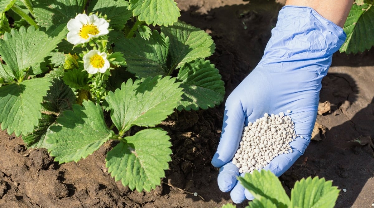 A man in a blue gloves holds round, white fertilizer granules in his hand. He stands beside a strawberry plant with vibrant green leaves and a white flower with yellow center, planted in rich brown soil. 