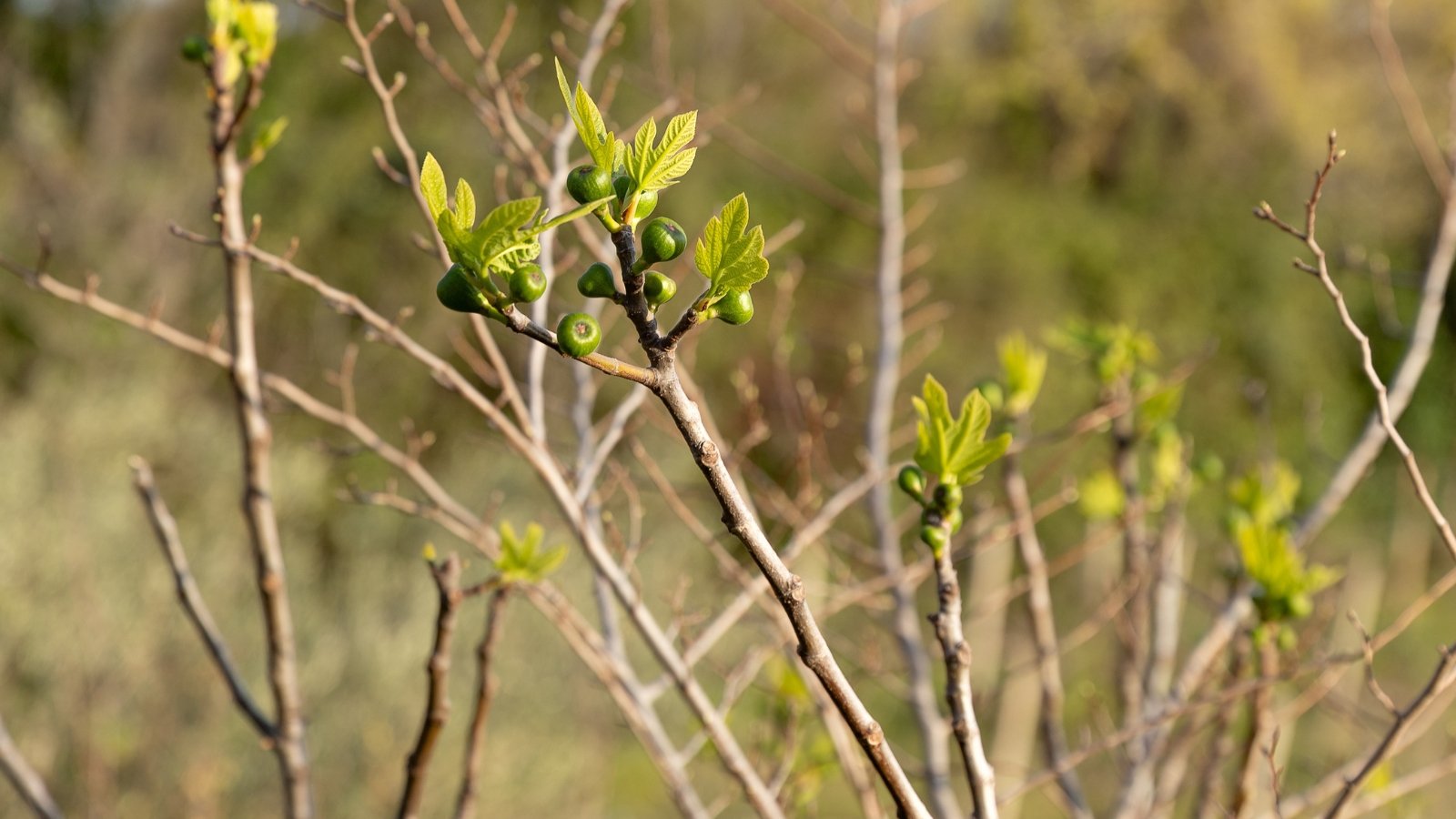 Several small green fruits are beginning to form on sprouting branches with light brown bark.