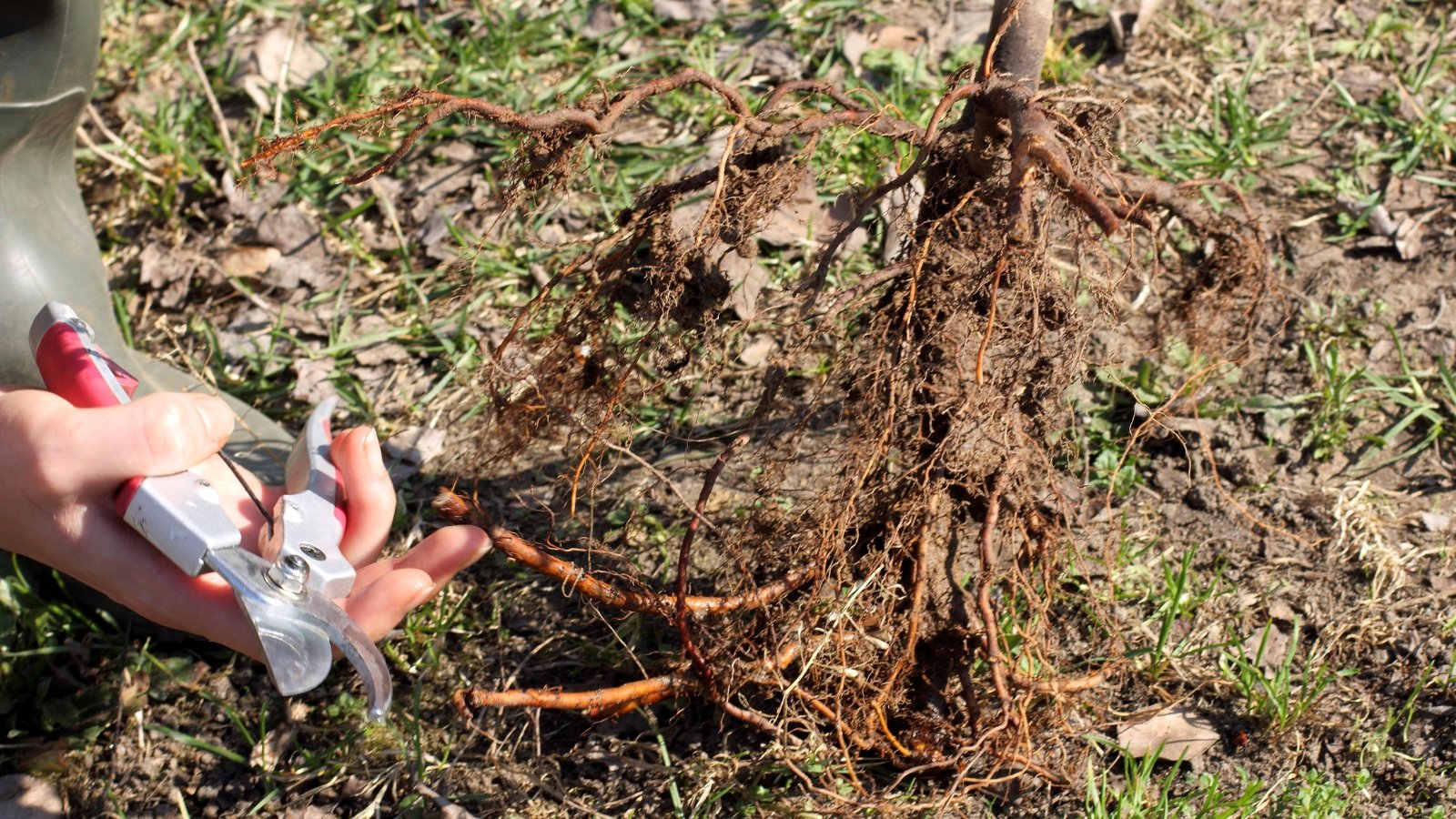 A pair of hands is seen cutting thick, exposed roots near the base of a plant with pruning shears.