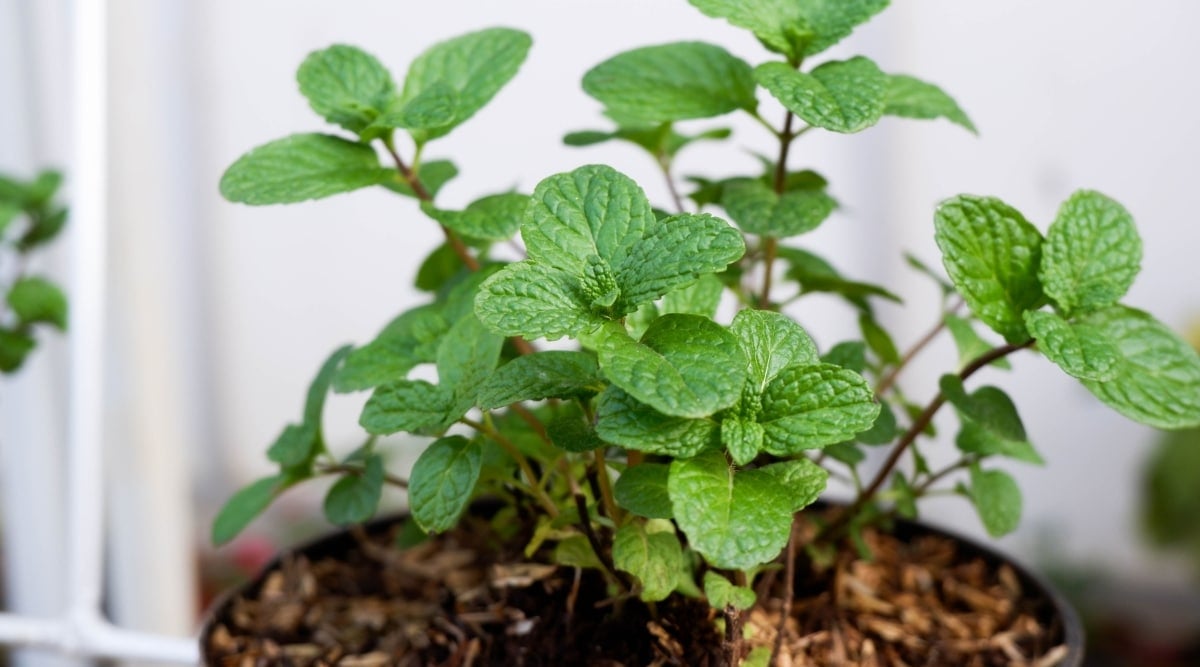 A potted plant features circular green leaves that are unequally toothed at the margins. Its stems are slender, short, and green in color. 