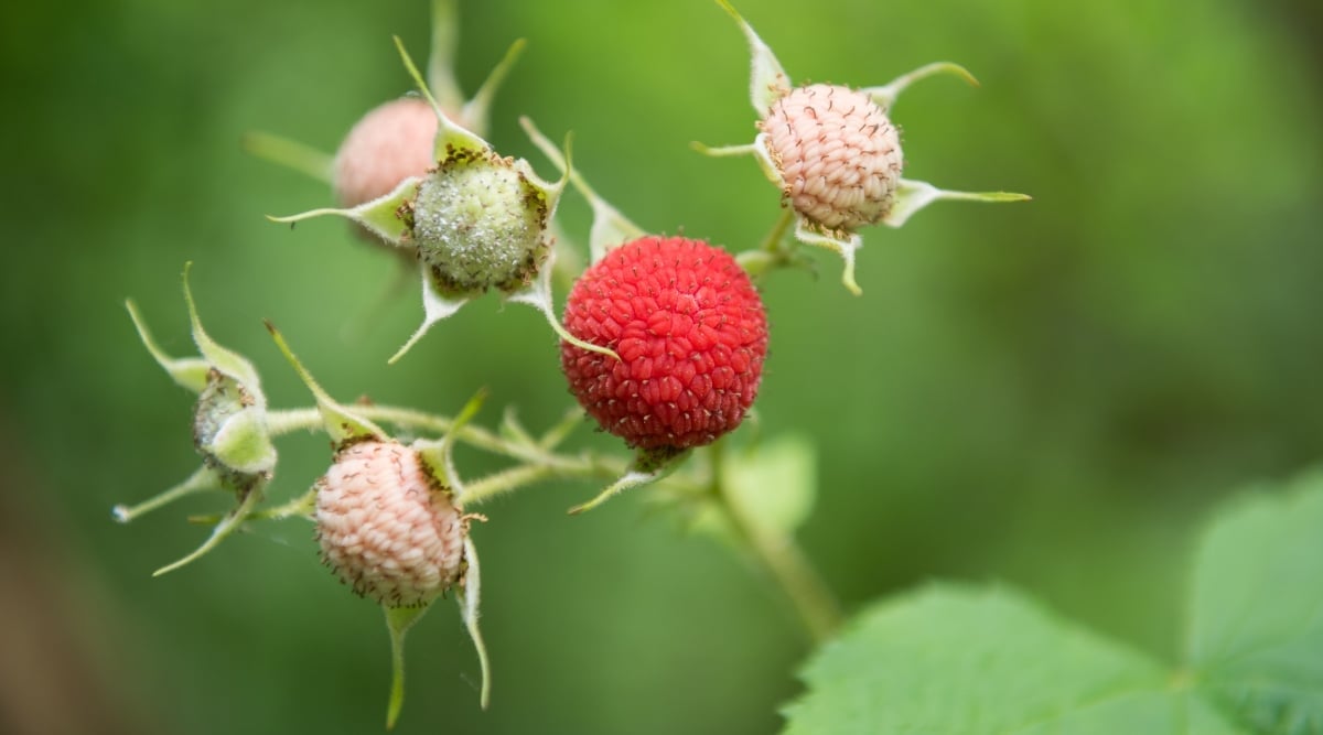 Close-up of large, red, raspberry-like aggregate fruits that are composed of many small, juicy drupelets. Its stalks are slender and green in color. 