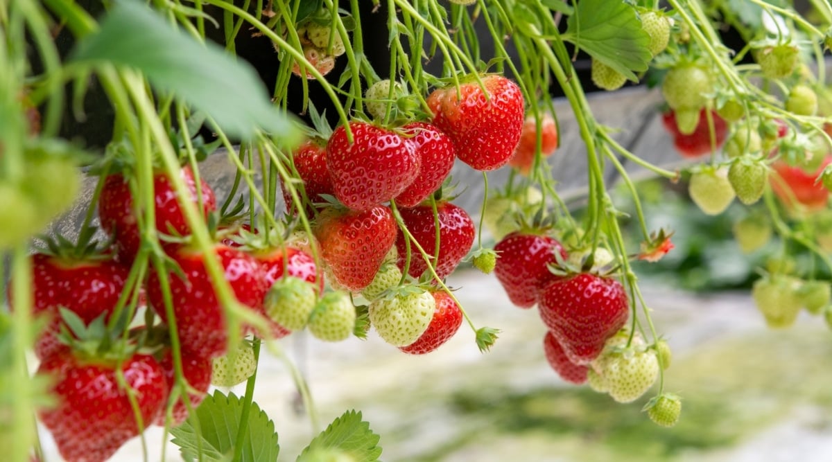 The strawberry plant has red, heart-shaped fruits with white specks. It features compound, saw-toothed-edged leaves that are green in color and have short, thin stems.