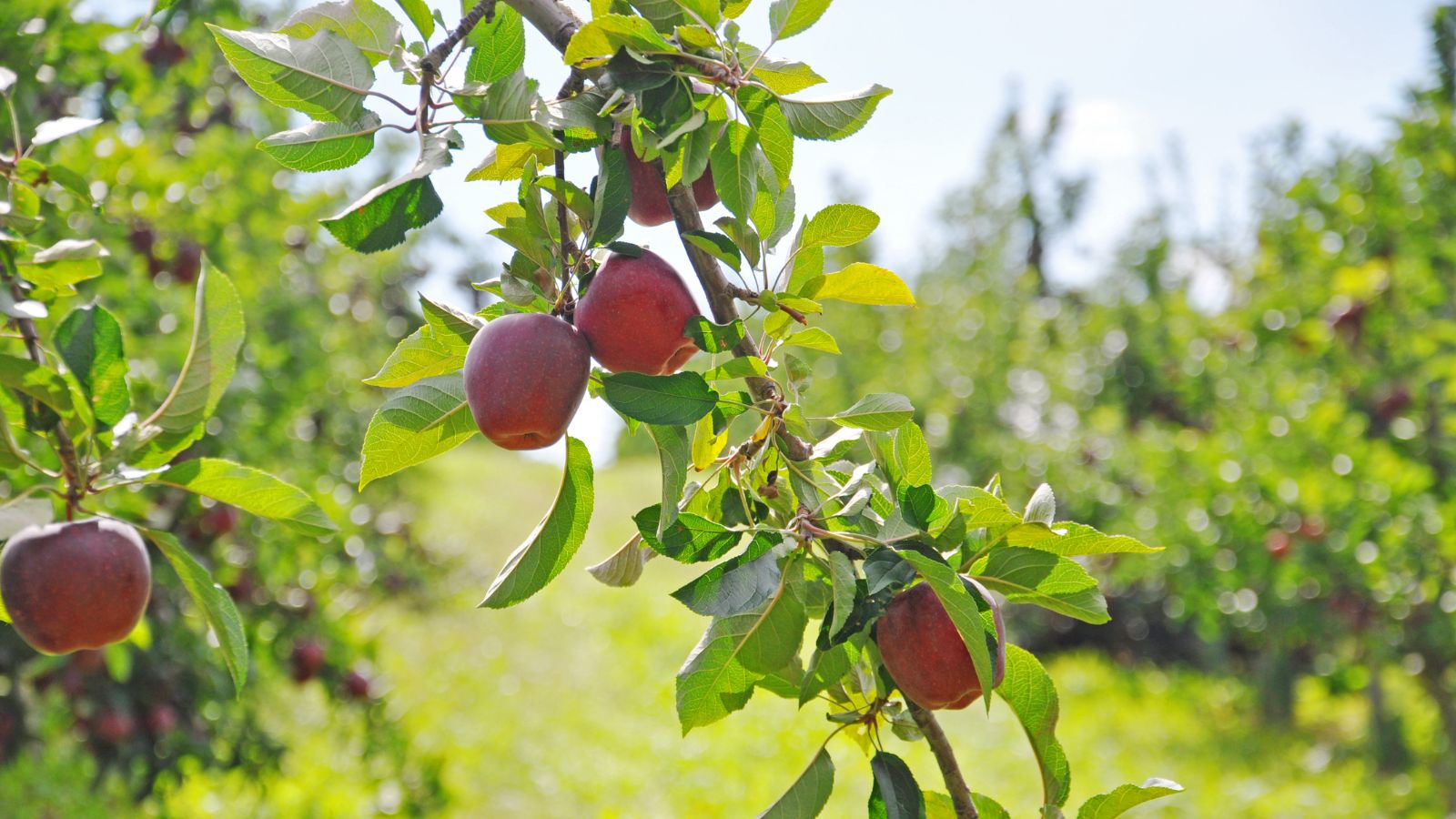 A branch looking woody and brown with multiple Cameo fruits looking vivid red and round, surrounded by bright green leaves