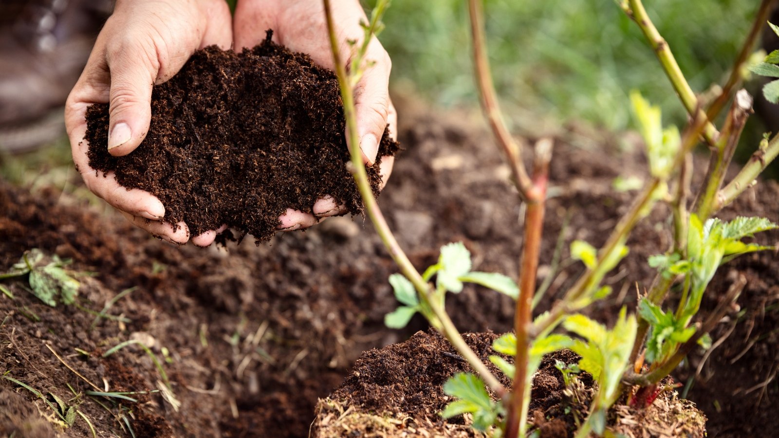 Close-up of a man's hands covering a freshly transplanted bush seedling with fresh soil in the garden.
