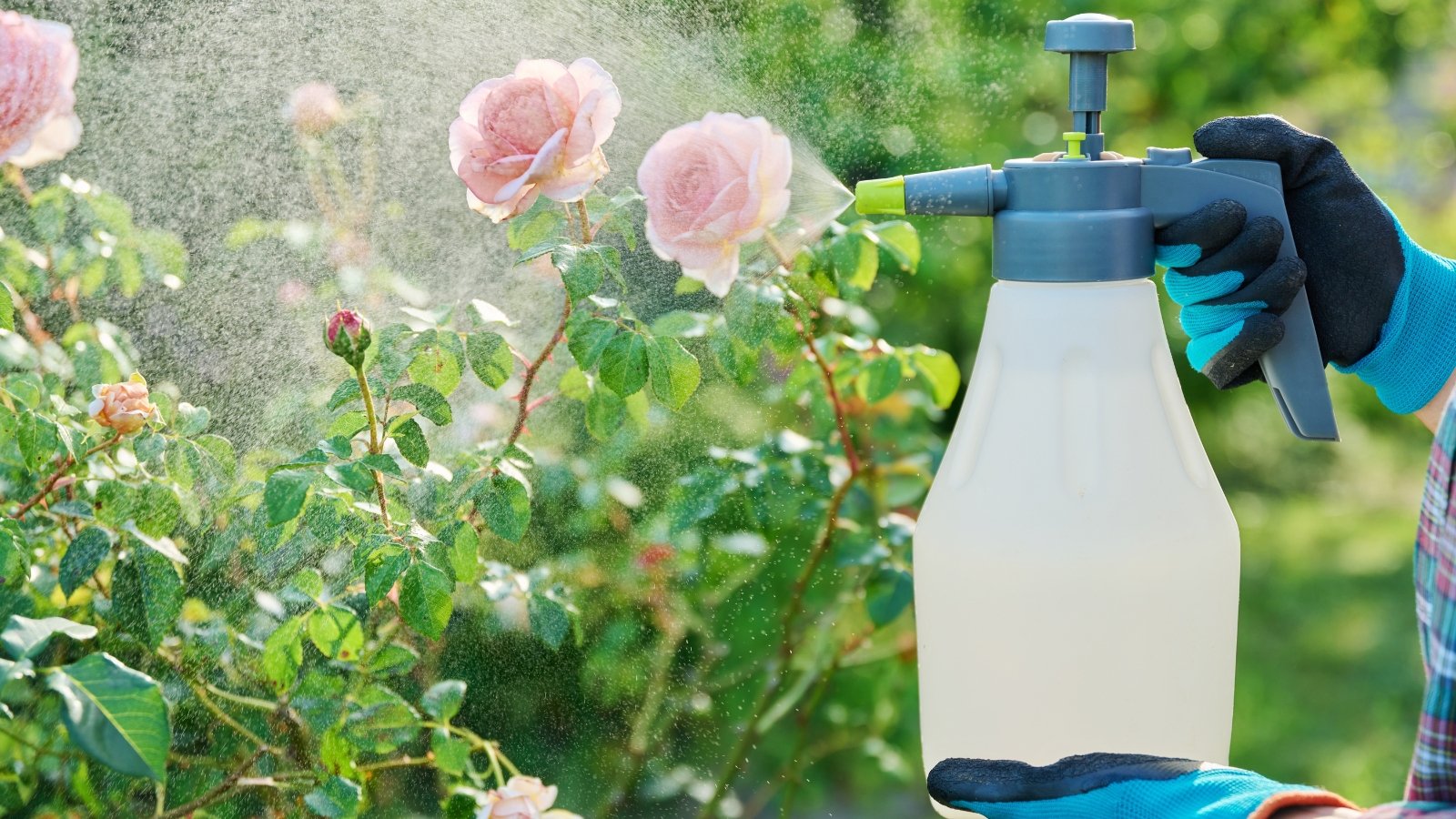 Close-up of a gardener in blue gloves spraying flowering rose bushes with large pink flowers and lush green foliage using a white spray bottle.