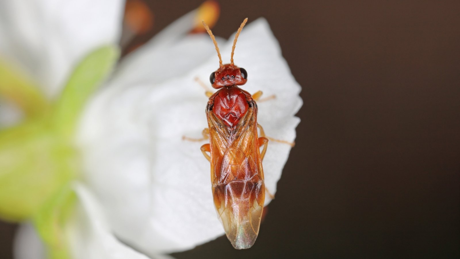 A close-up of a red sawfly with brown wings resting on a delicate white petal.