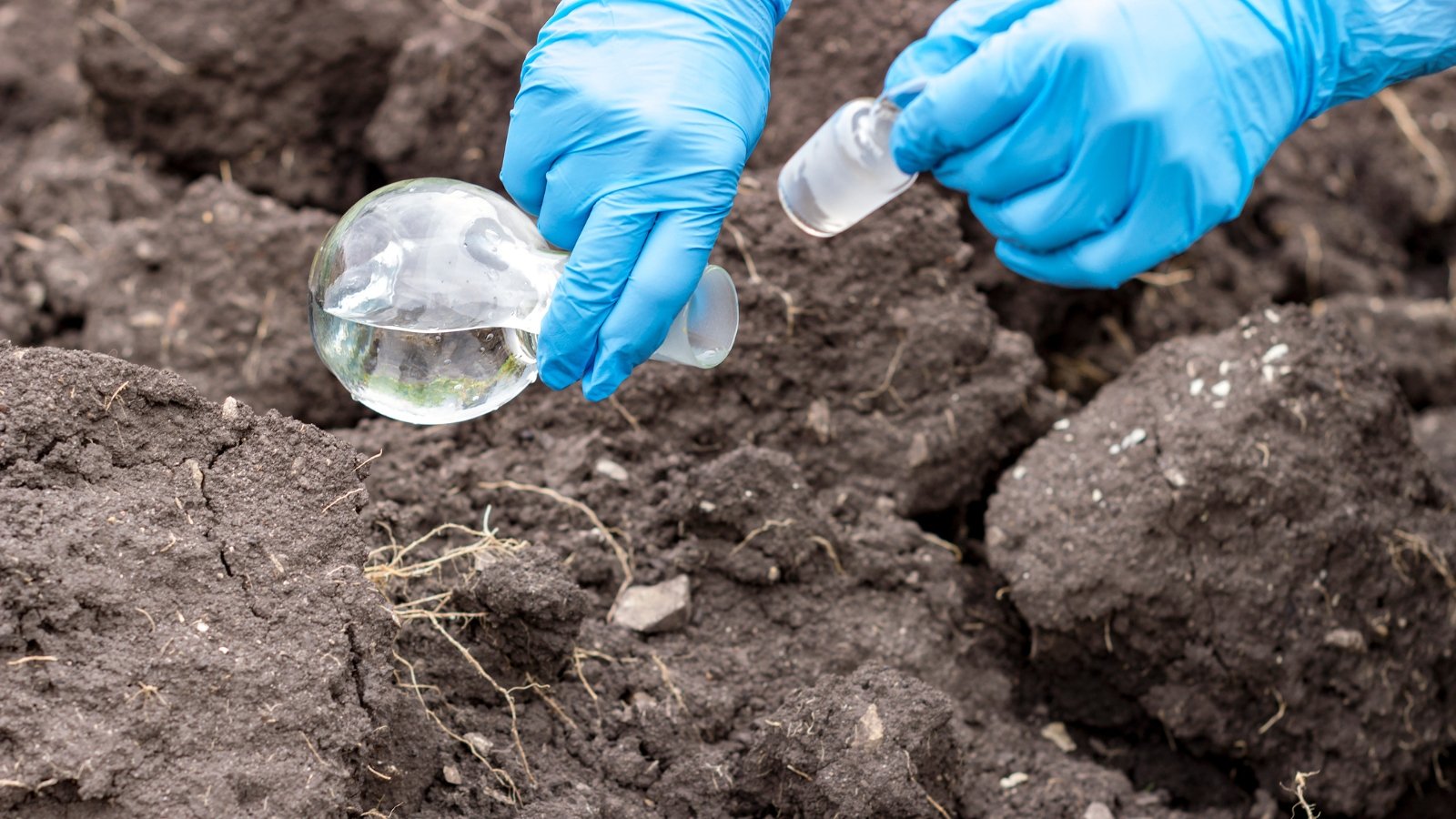 Blue-gloved hands carefully pour water from a flask onto parched, cracked ground.