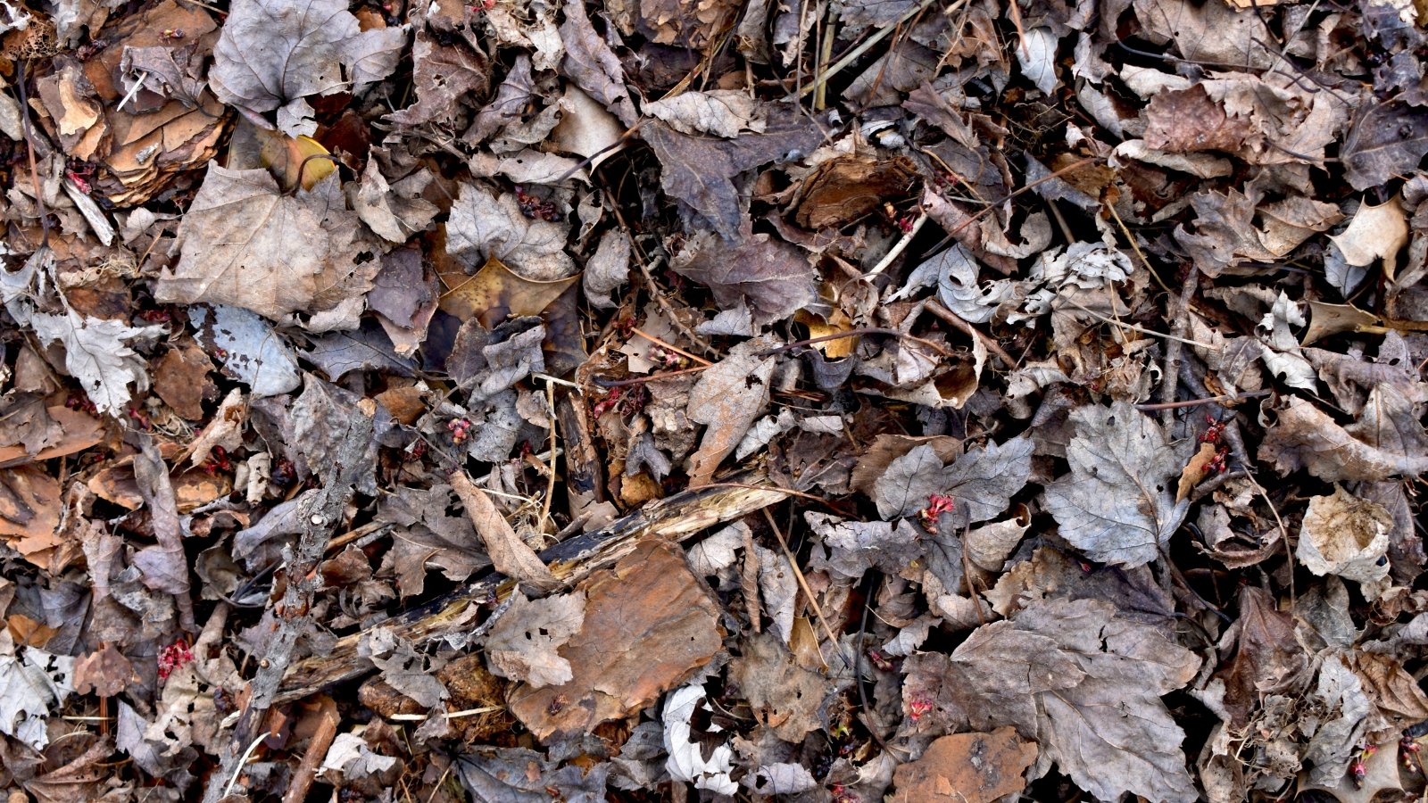 A pile of dried, crumpled foliage in various shades of brown, mixed with a few fragments of twigs and plant debris, creating a textured surface.