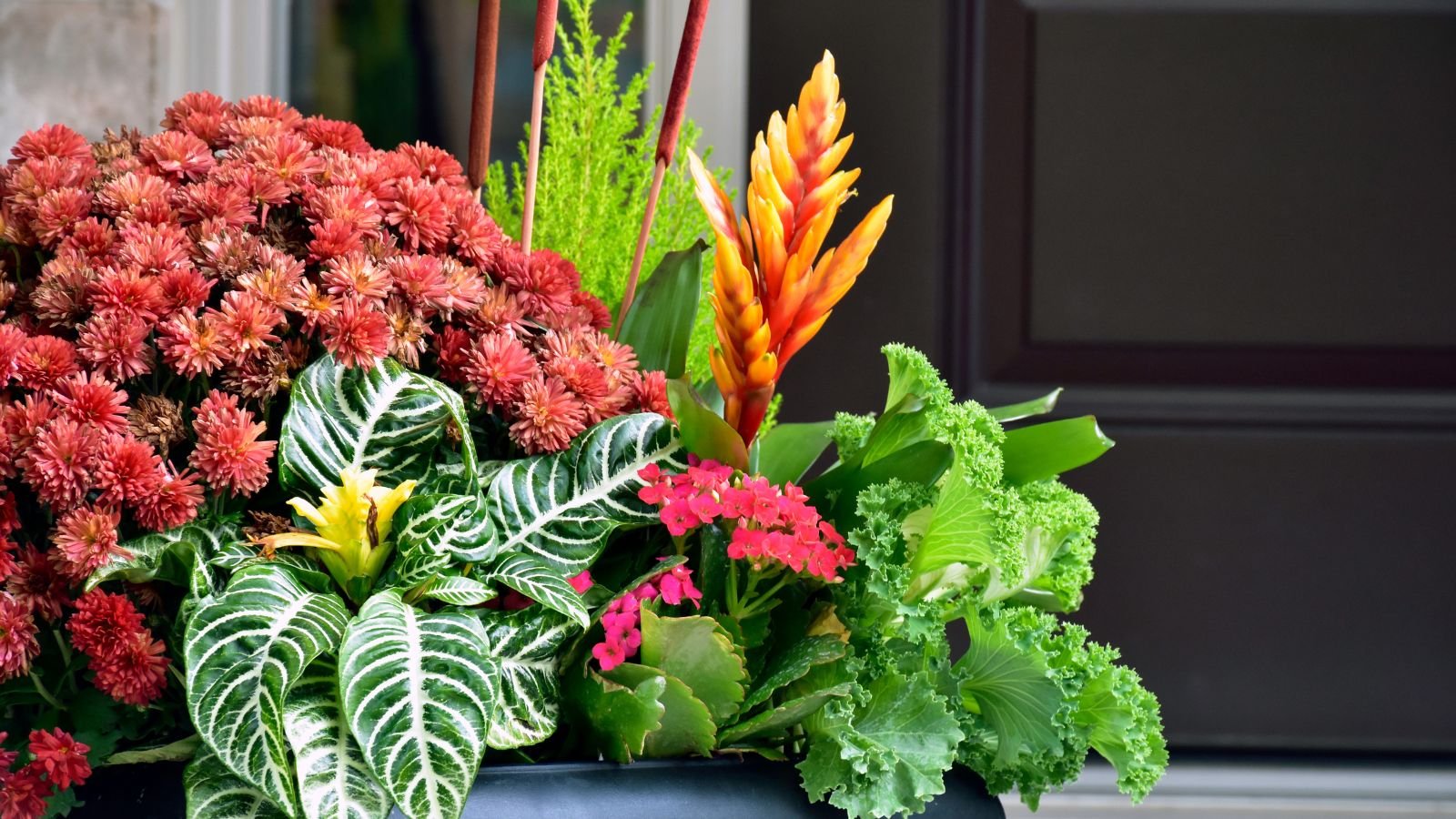 A shot of various tropical plants with amazing jewel tones in a dark colored pot situated in an area outdoors