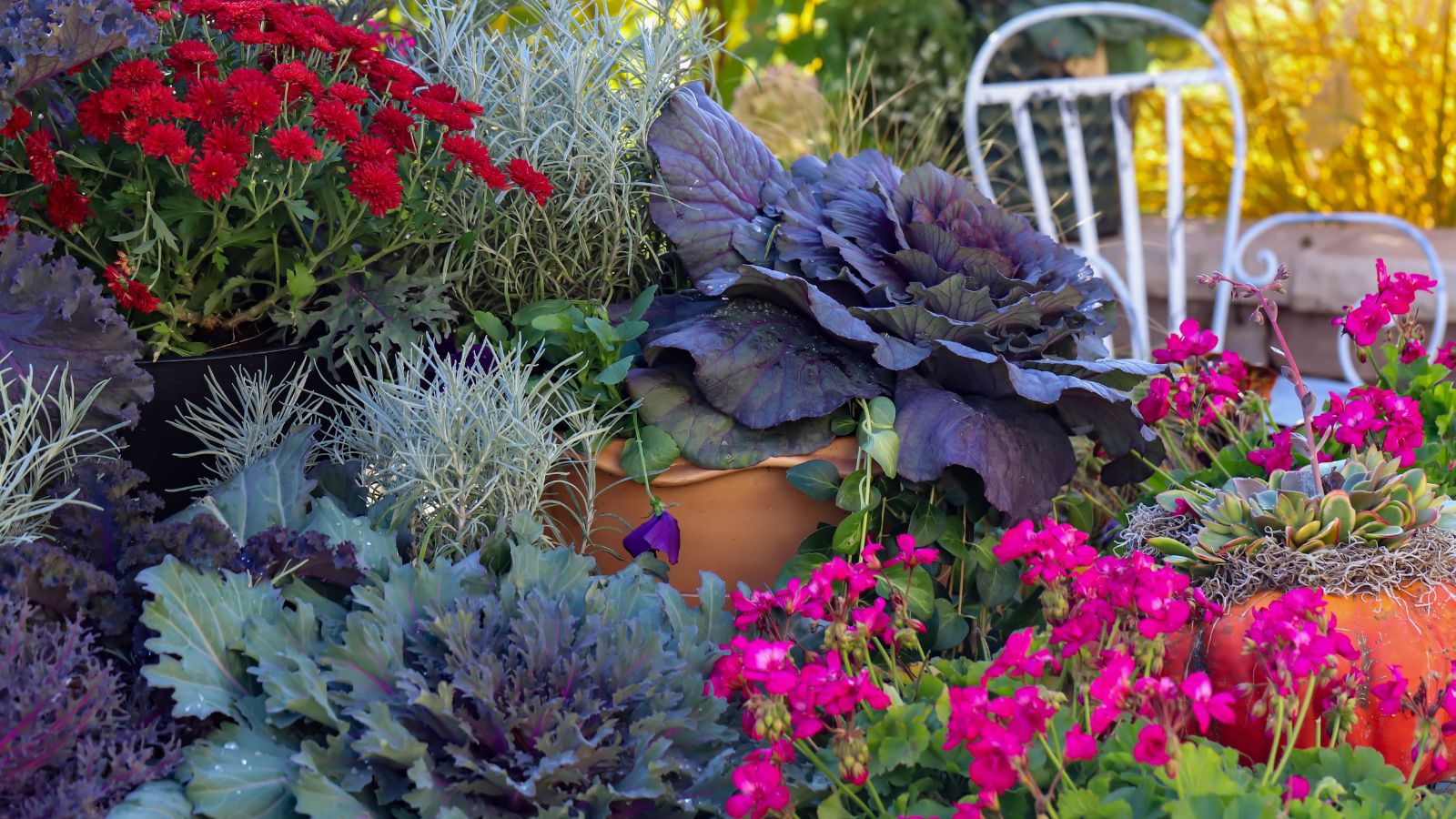 A shot of various ornamental kales and flowers in decorative pots situated in an area outdoors