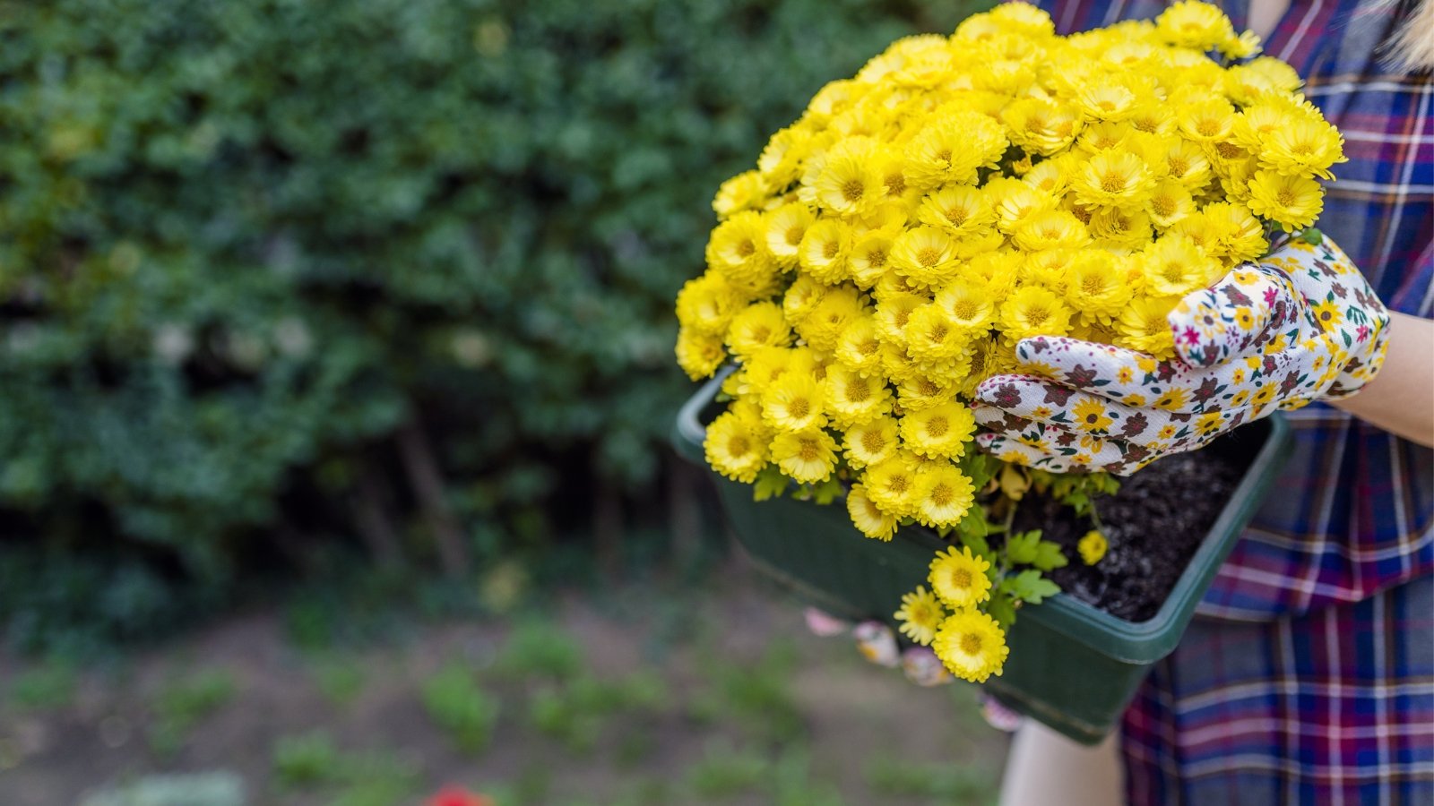 Close-up of woman in floral gloves and checkered shirt holding large green pot with blooming yellow chrysanthemums in autumn garden.