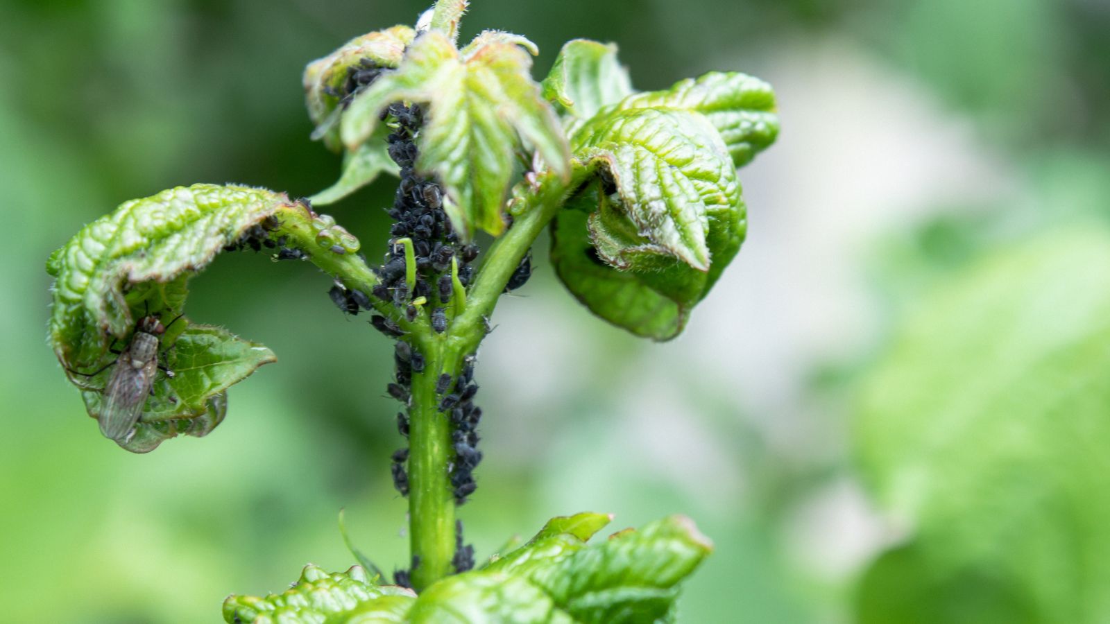 A focused shot of flea beetles and other insects infesting a young stem of a berry in an outdoor area.