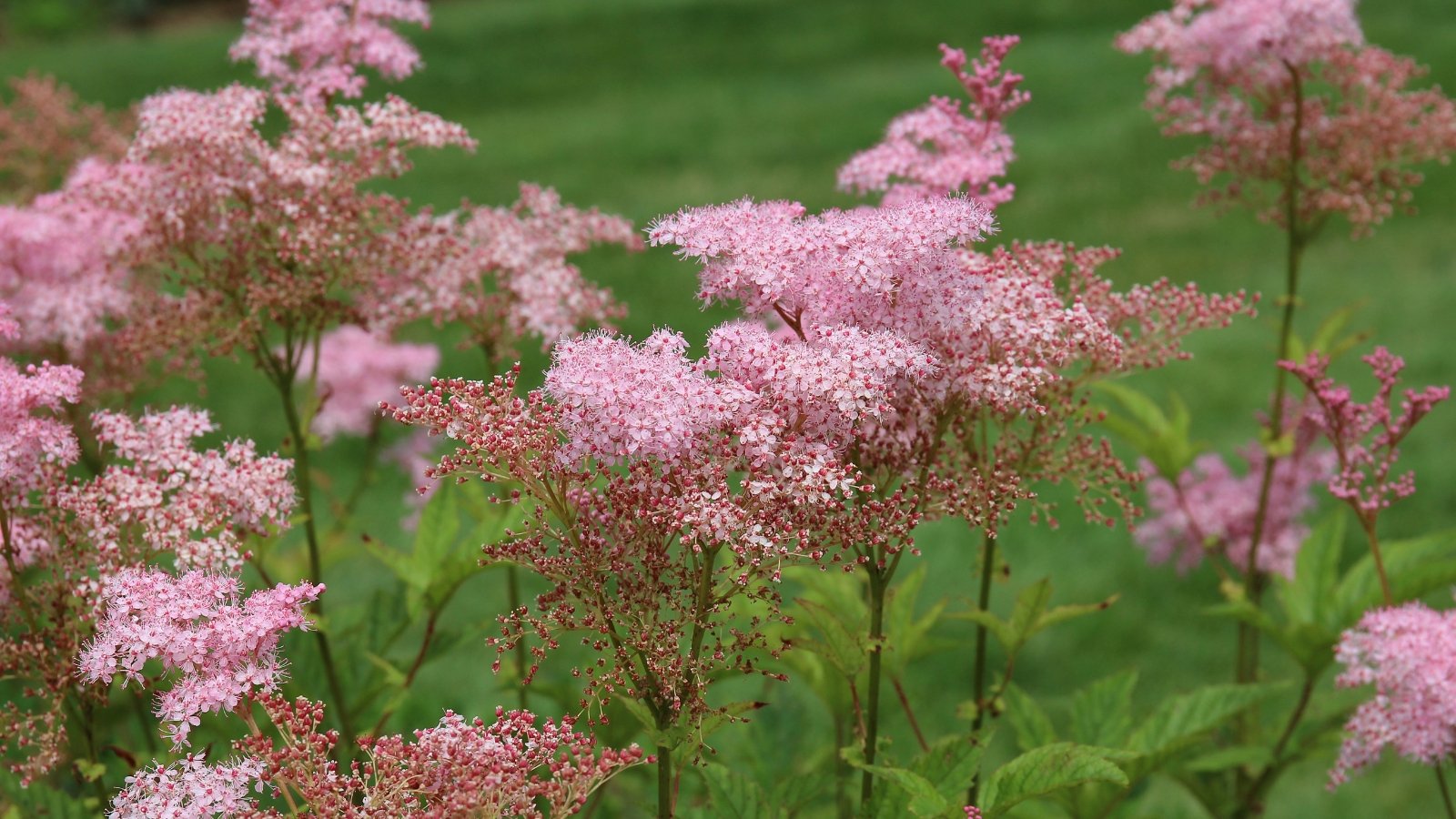 A field of Filipendula rubra grows in a lush, green meadow. The pink, plume-like flowers are scattered throughout the field, gently swaying in the breeze against a bright, sunny backdrop.