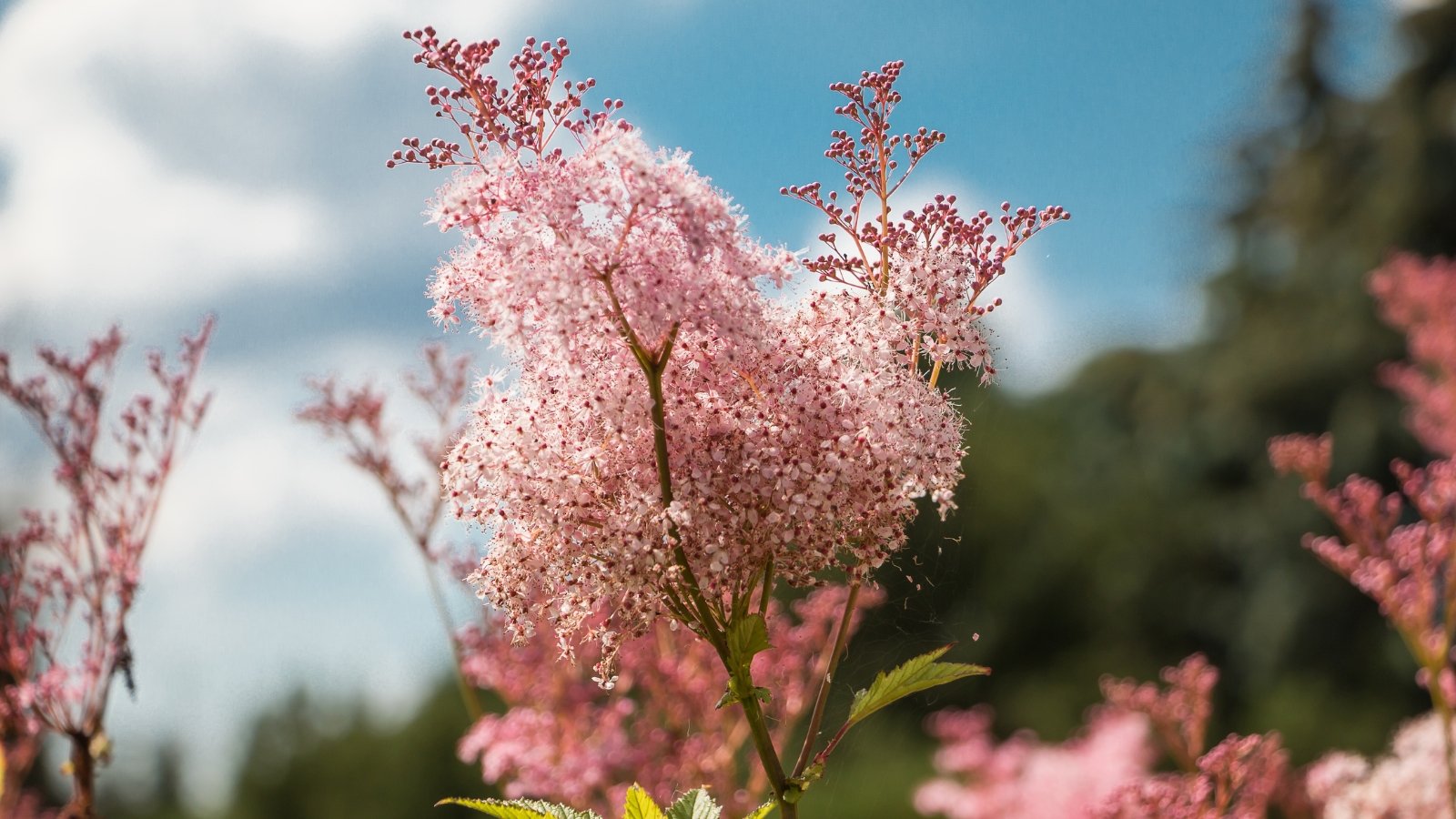 Tall Filipendula rubra plants stretch toward a bright, clear blue sky. The soft, pink flowers stand out vividly against the sky, with the green leaves below providing contrast to the airy, open scene.