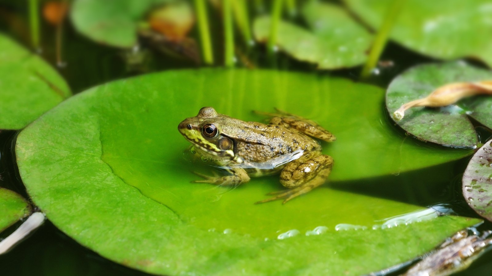 A brown and green amphibian sits on a large, floating lily pad in a tranquil pond, with other green pads and water plants nearby, creating a serene water scene.