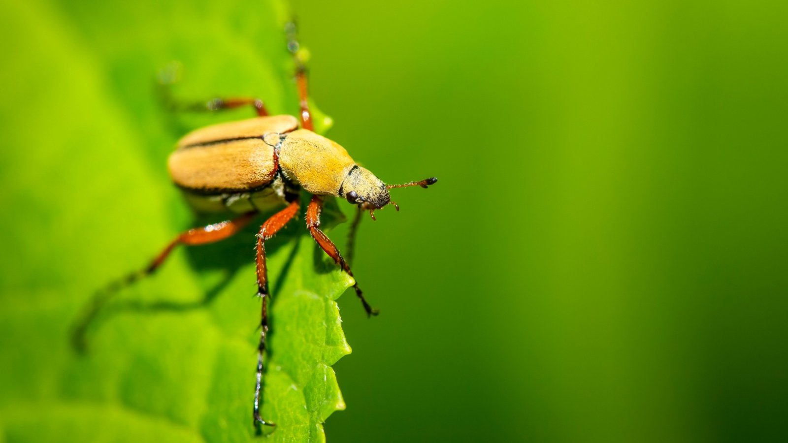 A rose chafer beetle with long reddish legs and a tan fuzzy body rests on a leaf.