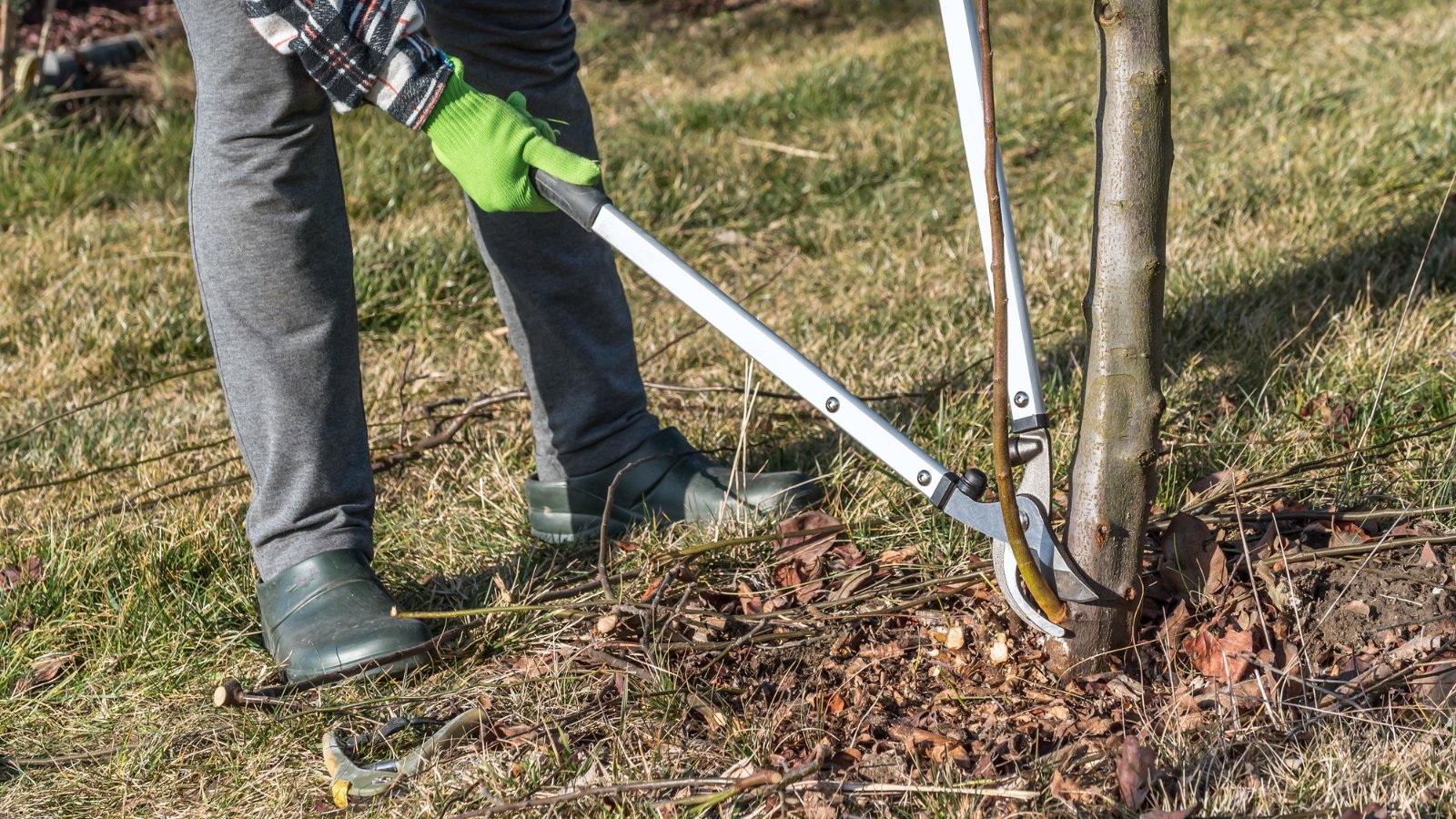 A person uses a long-handled tool to prune large branches at the base of a tree. The surrounding ground is grassy with patches of bare earth, and the tree's bark is rough and textured, with branches extending overhead.