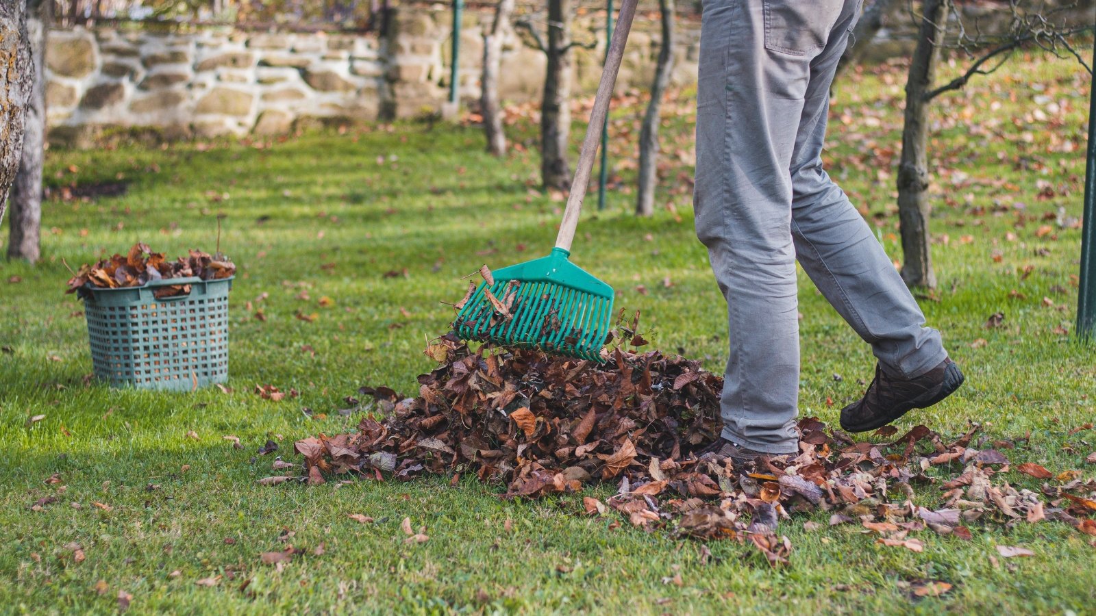 A person in jeans uses their foot to pile dry, brown leaves next to a large plastic basket, with trees and patches of bare grass visible in the background.