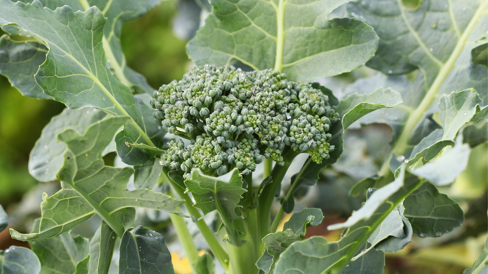 A close-up of a broccoli plant showcasing a large, dense head surrounded by dark green, textured leaves in vivid detail.