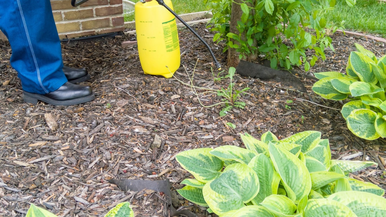 A gardener spraying weed killer around the garden bed.