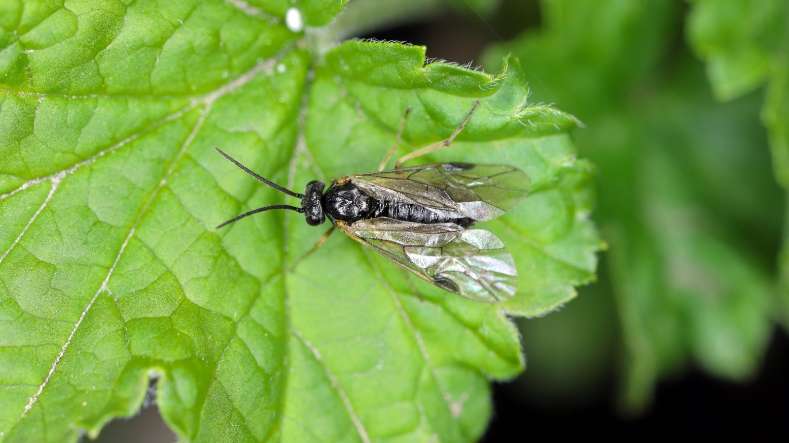 How you can Determine and Handle These Backyard Pests