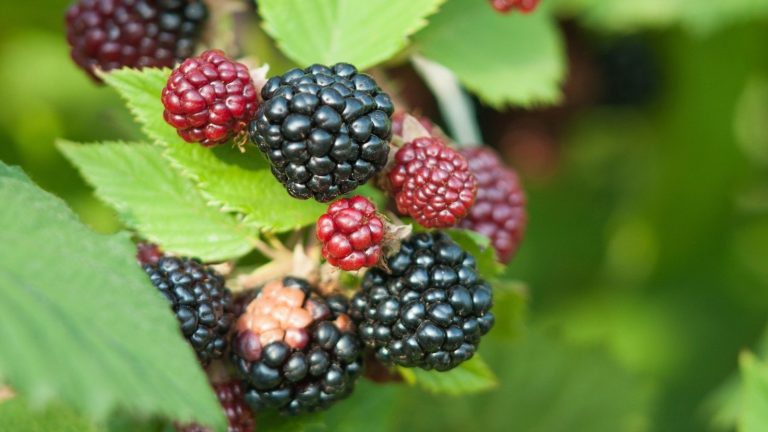 19 Companion Crops to Develop With Blackberries