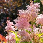 How one can Plant, Develop, and Look after Queen of the Prairie