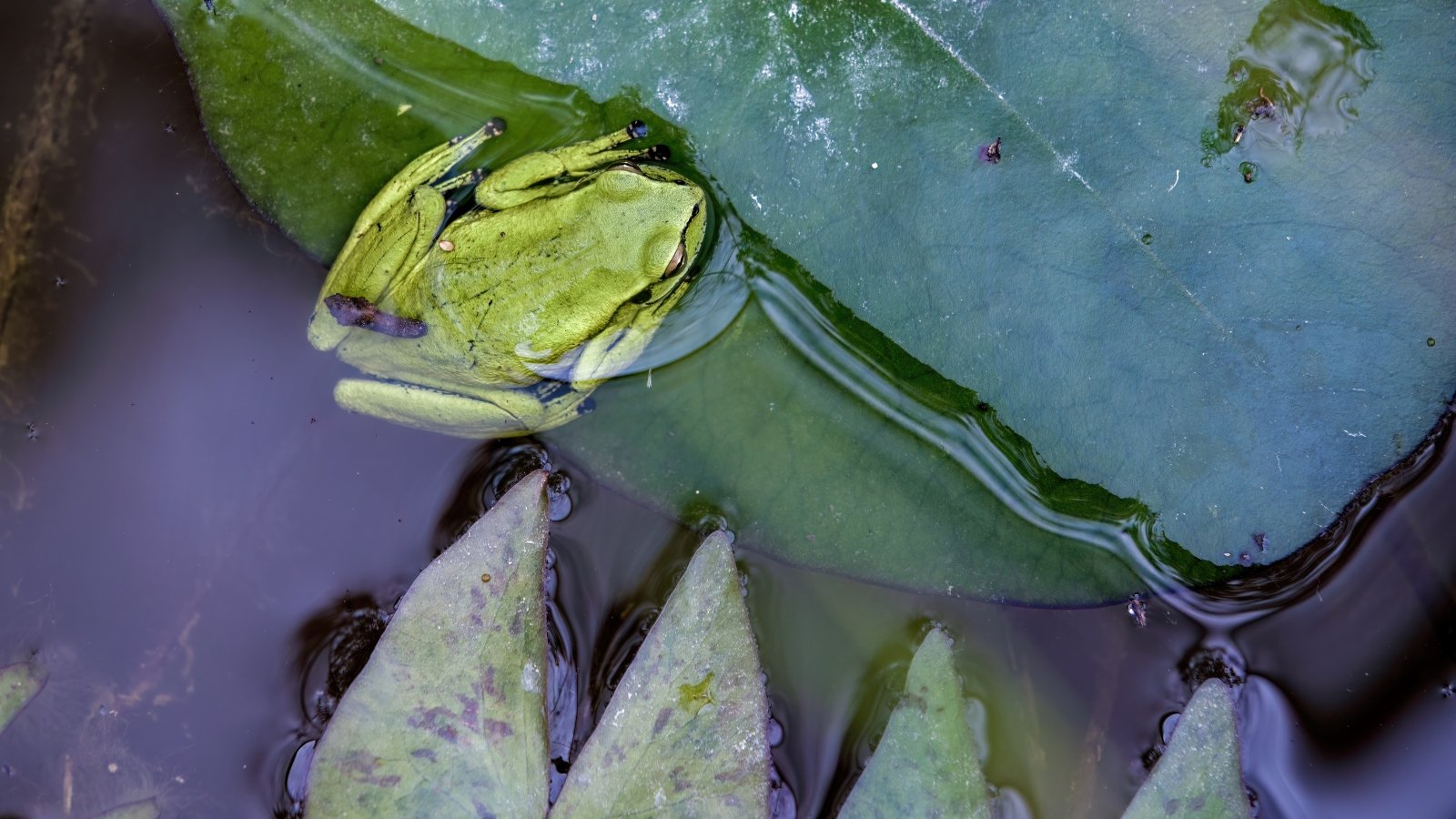 A small, green amphibian sits on top of a water-covered lily pad, half-submerged in clear water that reflects the sky above, with other pads floating nearby in the pond.