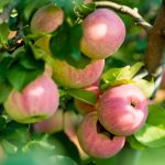 15 Sweetest Apple Varieties to Harvest this Season