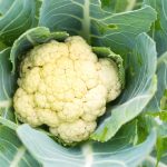 15 Companion Vegetation to Develop With Cauliflower