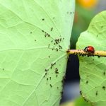 5 Distinctive Strategies to Deter Pests From Your Yard