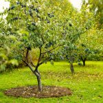 Fall Fruit Tree Care: A Complete Information