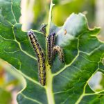 7 Widespread Fall Vegetable Backyard Pests