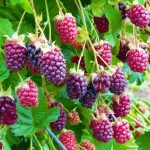 The best way to Plant, Develop, and Take care of Marionberries