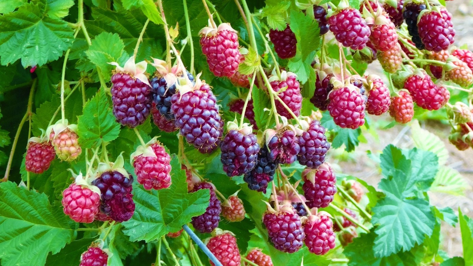 The best way to Plant, Develop, and Take care of Marionberries