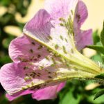 7 Petunia Pests: ID and Therapy